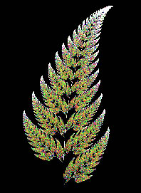 Fractal Fern - click for larger view